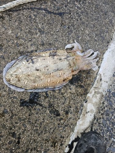 コウイカの釣果
