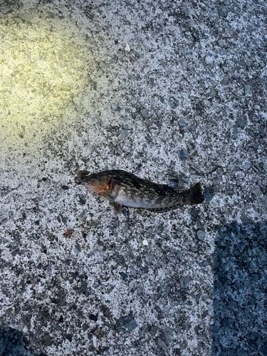 アイナメの釣果
