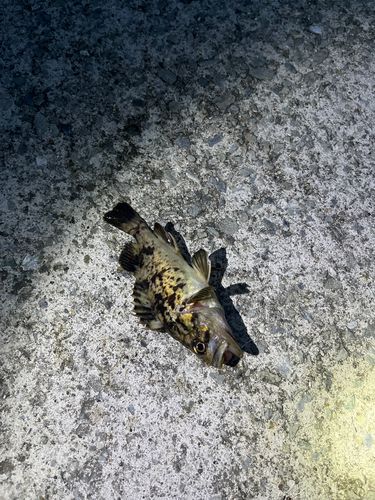 クロソイの釣果