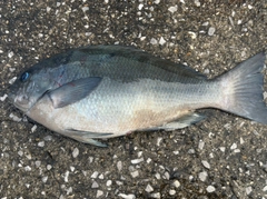 メジナの釣果