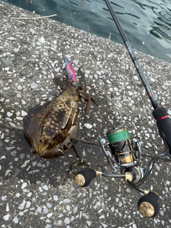 イカの釣果
