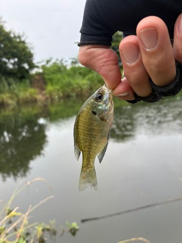 ブルーギルの釣果