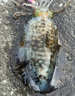 イカの釣果