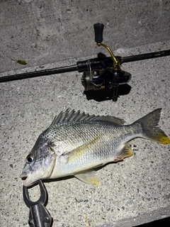 キビレの釣果