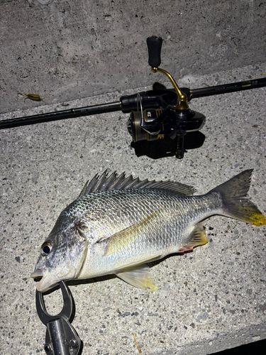 キビレの釣果