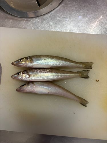 キスの釣果