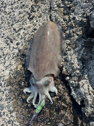 モンゴウイカの釣果