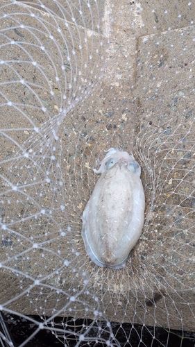 コウイカの釣果