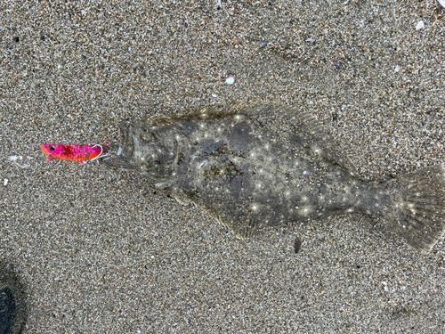 ヒラメの釣果