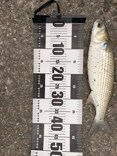 ボラの釣果