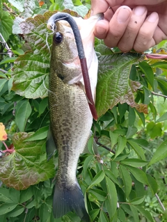 ラージマウスバスの釣果