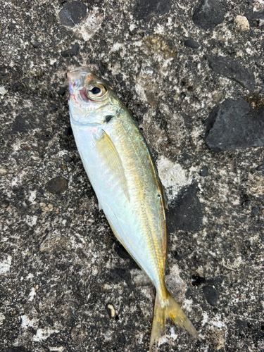 メアジの釣果