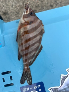タカノハダイの釣果
