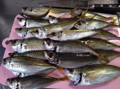 マアジの釣果