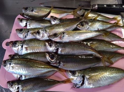 マアジの釣果