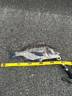 チヌの釣果