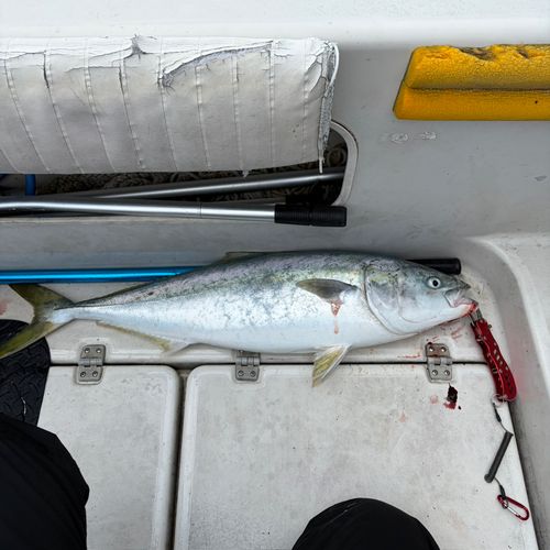 ブリの釣果