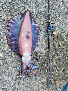 アオリイカの釣果
