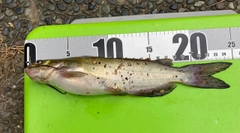 ナマズの釣果