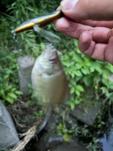 ブルーギルの釣果