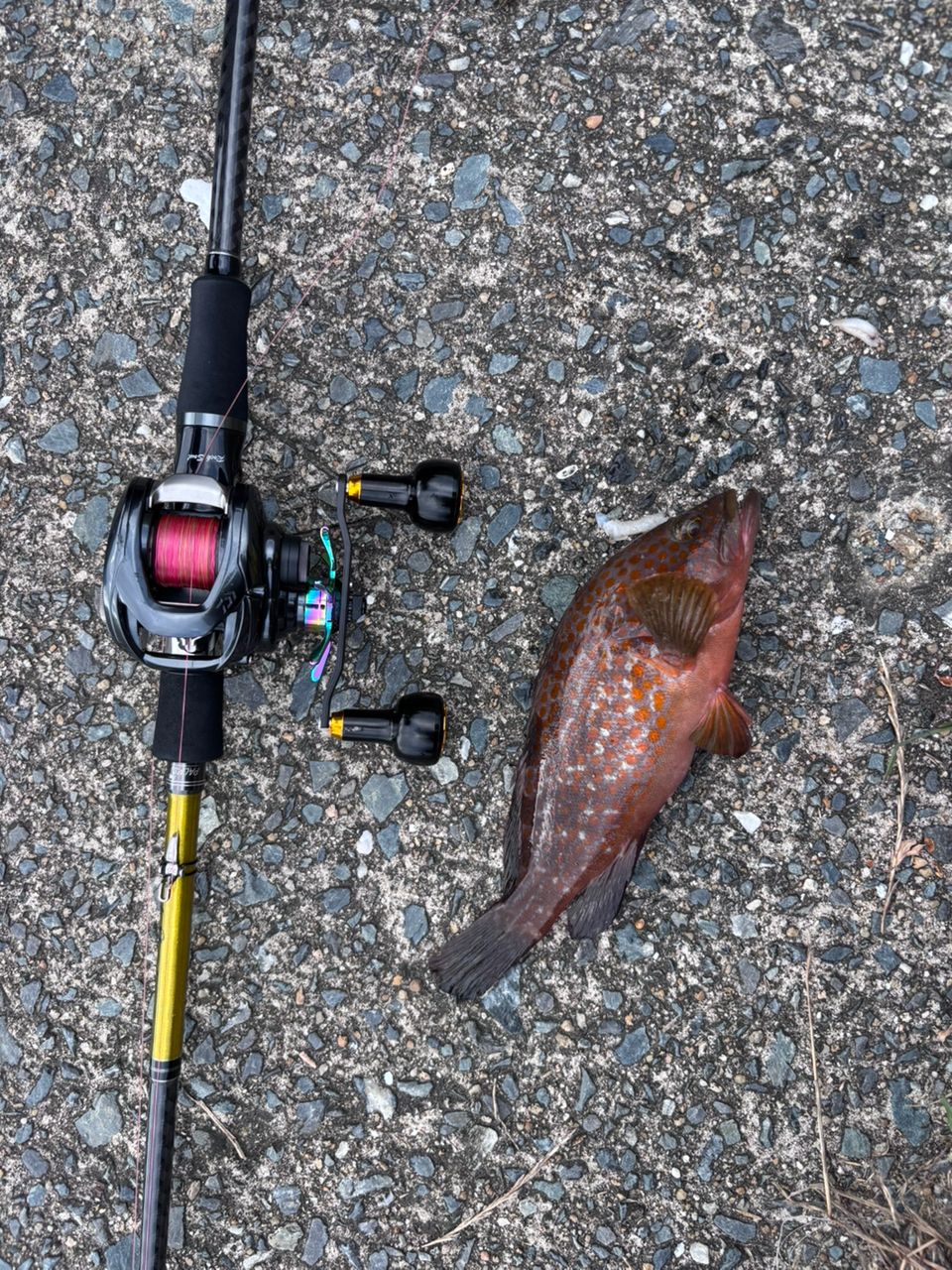 DAIWA 20タトゥーラ SV TW 103HLの最安値・インプレ・釣果 | 本音の