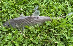 ニゴイの釣果