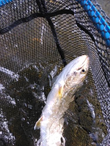 アメマスの釣果