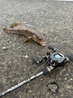 アブラコの釣果