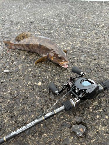 アブラコの釣果