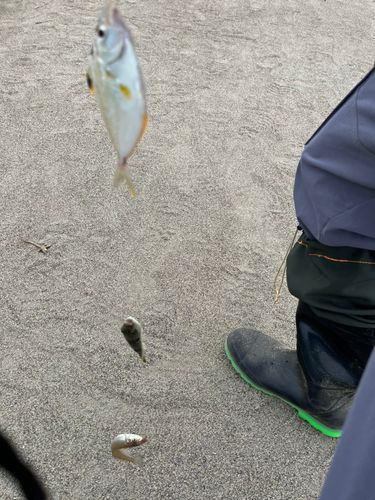 キスの釣果