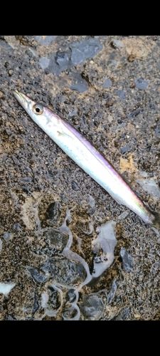 カマスの釣果