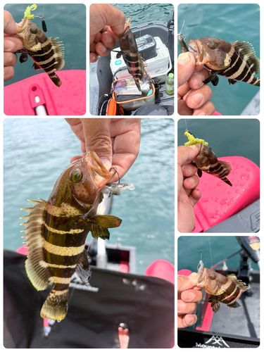 アオハタの釣果