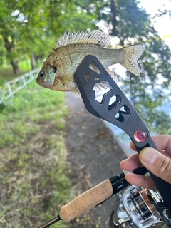 ブルーギルの釣果