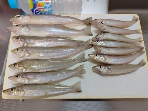 キスの釣果