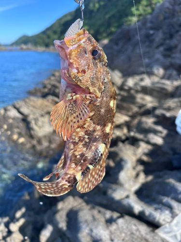 アラカブの釣果
