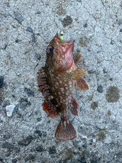 アラカブの釣果