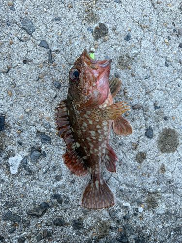 アラカブの釣果
