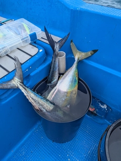 サワラの釣果