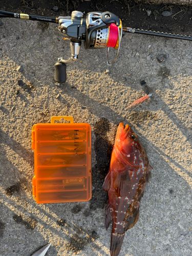 キジハタの釣果