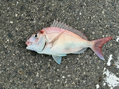 タイの釣果