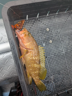 キジハタの釣果