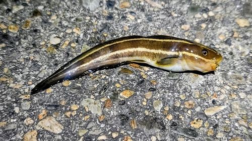 ゴンズイの釣果
