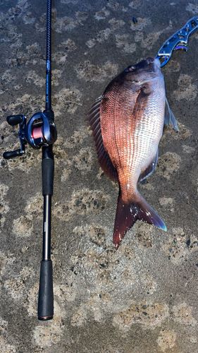 マダイの釣果