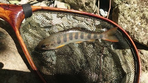 アマゴの釣果