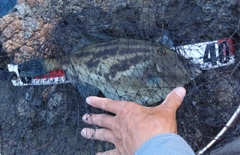 カワハギの釣果