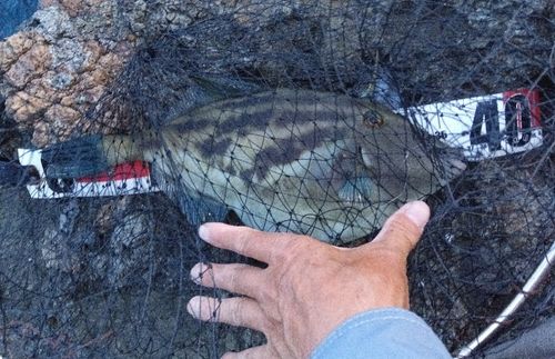 カワハギの釣果