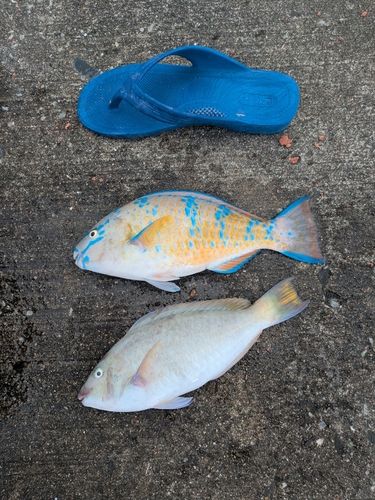 ヒブダイの釣果