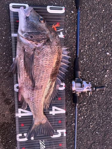 チヌの釣果