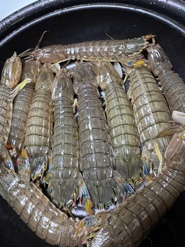 シャコエビの釣果