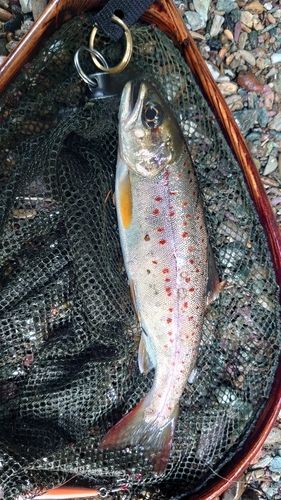 アマゴの釣果
